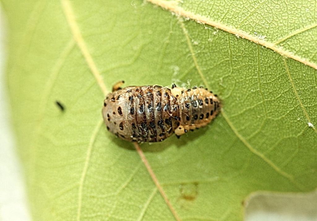 Larva di coccinella: Adalia bipunctata? No, di crisomelide, Chrysomela sp.